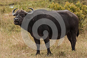 African buffalo at the Maasai Mara National Reserve