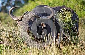 African Buffalo male with large curved horns