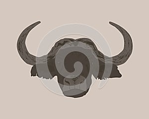 African buffalo male with round horns. Fearsome look of brown bison isolated over background.