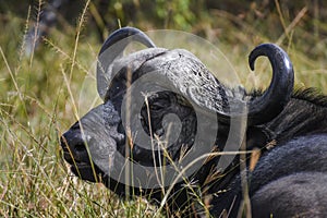 African buffalo in Masai Mara ,Kenya.