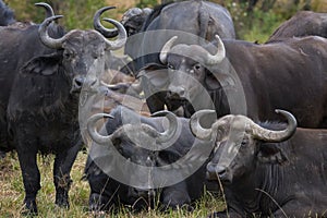 African buffalo in Masai Mara ,Kenya.