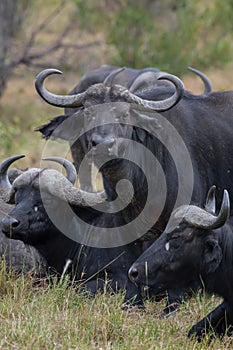 African buffalo in Masai Mara ,Kenya.