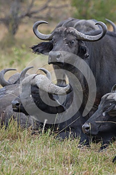 African buffalo in Masai Mara ,Kenya.