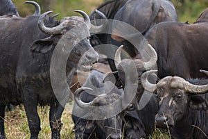 African buffalo in Masai Mara ,Kenya.