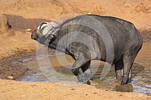 An African Buffalo in Masai Mara National Park in Kenya, Africa