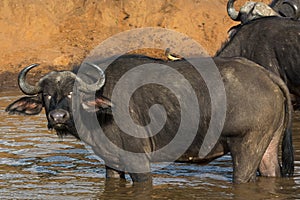 An African Buffalo in Masai Mara National Park in Kenya, Africa