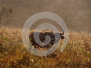 African buffalo in Masai Mara park, Kenya