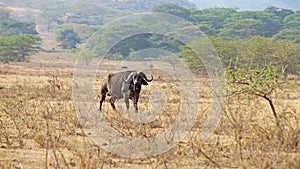 African buffalo in the middle of the Kenyan savannah