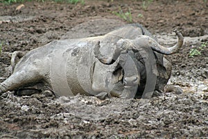 African buffalo mud bath