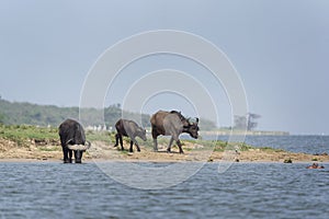 African buffalo, syncerus caffer, Cape buffalo, Uganda