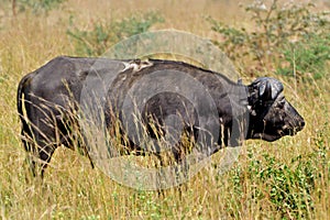 African buffalo, Murchison Falls, Uganda