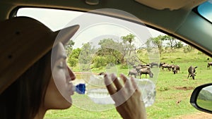 An African buffalo in natural habitat, female tourist traveler drinking