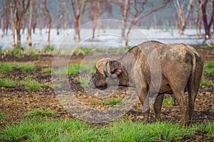 African buffalo near the Nakuru lake (Kenya)