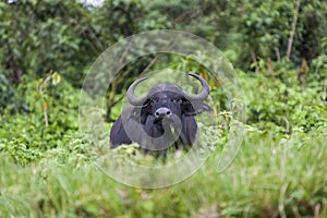 African Buffalo near Ngorongoro Crater