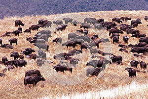 African buffalo, Ngorongoro Crater, Tanzania