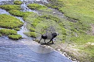 African buffalo in the Okavango Delta from the air in Botswana, Africa