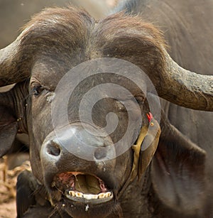 African Buffalo and Oxpecker photo