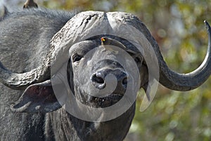 African Buffalo and oxpecker photo