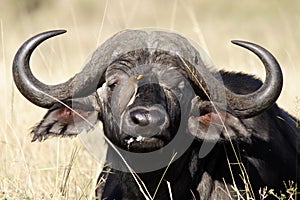 African buffalo with oxpecker, Kenya photo