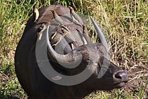 African Buffalo with oxpeckers