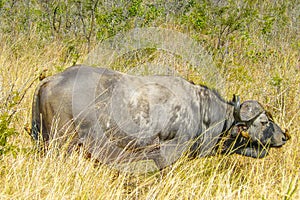 African buffalo portrait