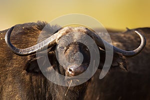 African buffalo portrait