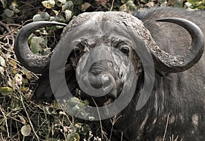 African Buffalo Portrait photo