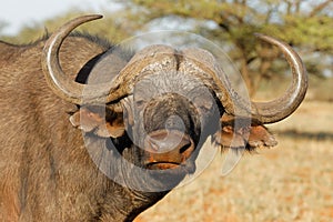 African buffalo portrait - South Africa