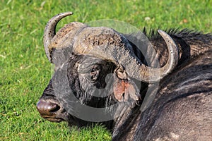 African buffalo rAfrican buffalo resting in the grass in the Maasai Mara national park Kenya