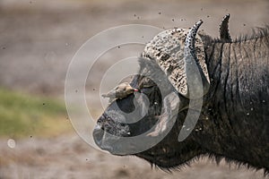 African buffalo with Red-Billed Oxpecker in Lake Nakura National Park ,Kenya.