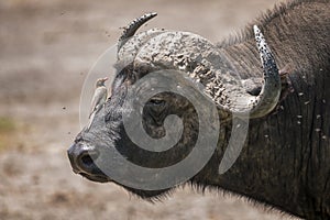 African buffalo with Red-Billed Oxpecker in Lake Nakura National Park ,Kenya.