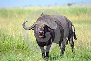 African buffalo and a red-billed oxpecker, Maasai Mara Game Rese