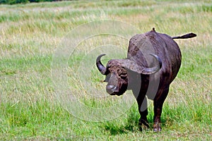 African buffalo and a red-billed oxpecker, Maasai Mara Game Rese