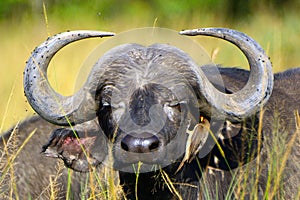 African buffalo and a red-billed oxpecker, Maasai Mara Game Rese