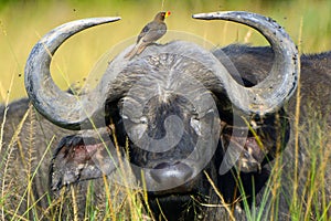 African buffalo and a red-billed oxpecker, Maasai Mara Game Rese