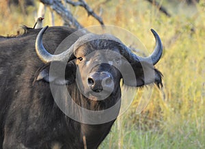 African buffalo with redbilled oxpecker on his back looking towards viewer in evening light