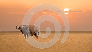 African buffalo in savanna grassland during sunset at Maasai Mara National reserve Kenya
