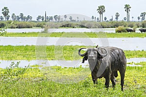 African buffalo Selous