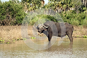 African buffalo, Selous National Park, Tanzania