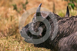 African Buffalo At The Serengeti In Tanzania Border Maasai Mara Triangle National Game Reserve And Conservation Areas Exploring Af