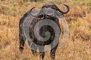 African Buffalo At The Serengeti In Tanzania Border Masai Mara Triangle National Game Reserve And Conservation Areas Exploring Afr