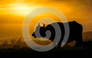 African Buffalo Silhouette at Sunset