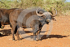 African buffalo - South Africa