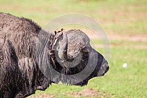 An African Buffalo staring across the Masai Mara