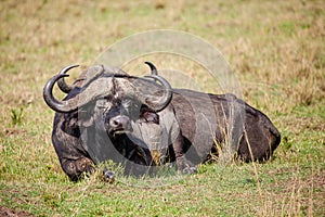 An African Buffalo staring across the Masai Mara