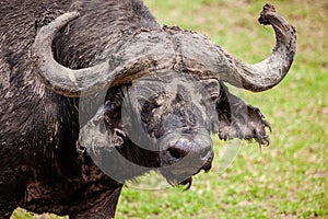 An African Buffalo staring across the Masai Mara