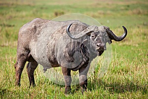 An African Buffalo staring across the Masai Mara