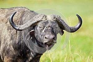 An African Buffalo staring across the Masai Mara