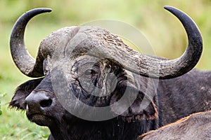 An African Buffalo staring across the Masai Mara