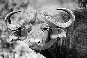 African Buffalo staring at the photographer